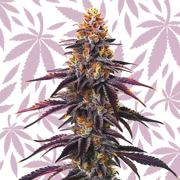 Runtz cannabis strain plant
