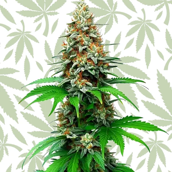 San Fernando Valley Auto cannabis strain plant