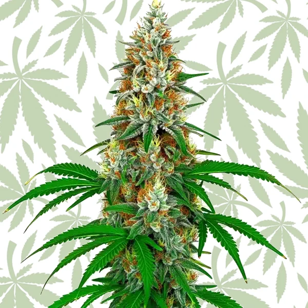 San Fernando Valley OG Kush cannabis strain plant