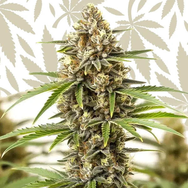 San Fernando Valley Regular cannabis strain plant
