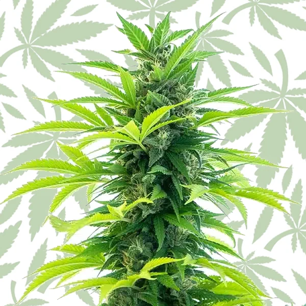 Santa Marta Haze Auto cannabis seed pack