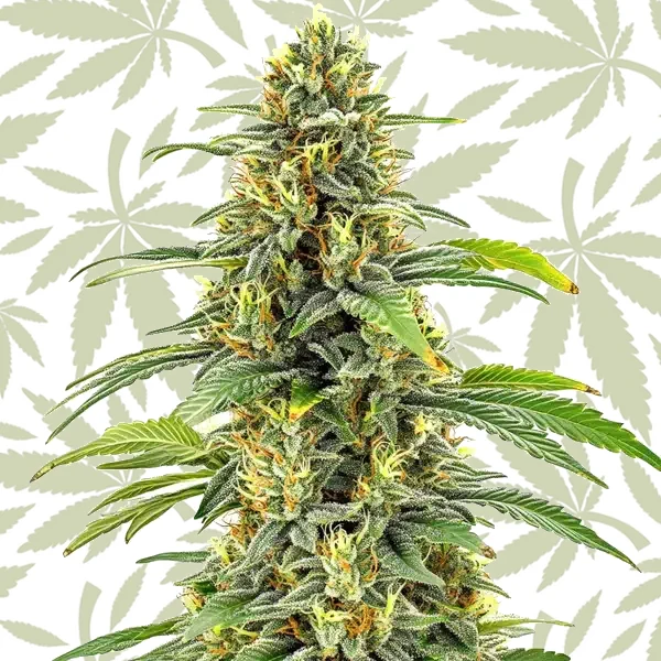 Santa Muerte FBV cannabis strain plant