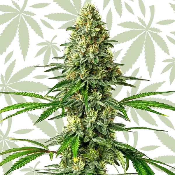 Santa Muerte cannabis strain plant