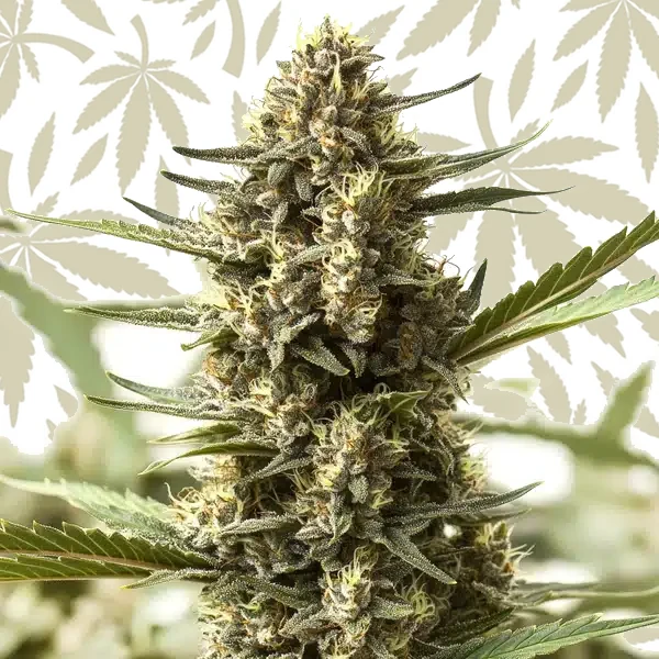Scott OG Regular cannabis seed pack