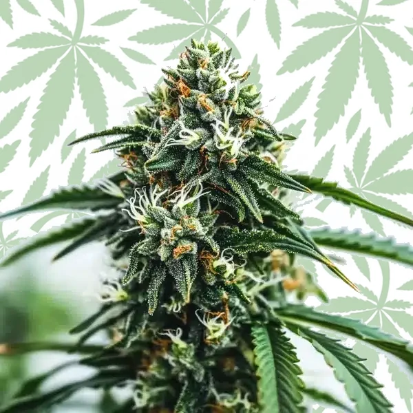 Scrambler Haze cannabis strain plant