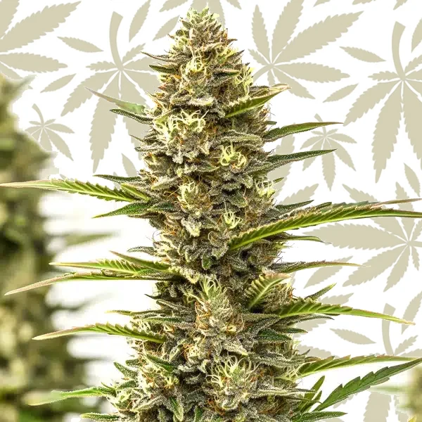 Sexxpot cannabis strain plant