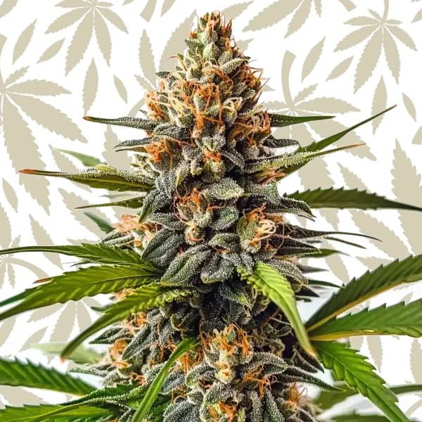 SFV OG x Honey Drop cannabis strain plant