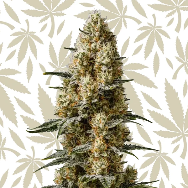 Sherbet Auto cannabis strain plant