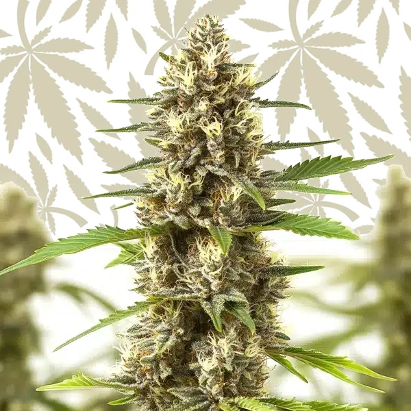 Sherbet Kush cannabis strain plant