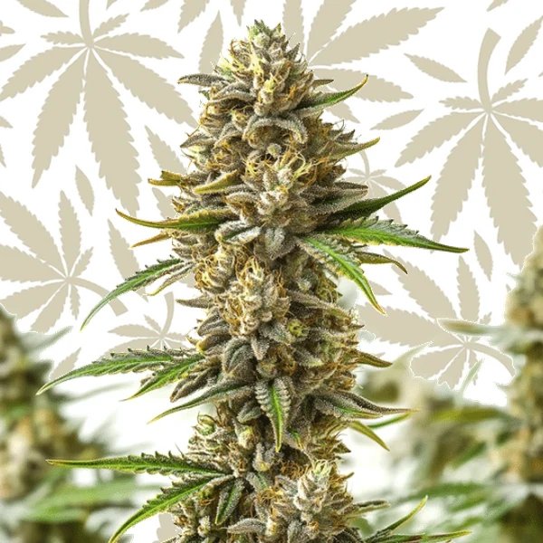 Shiskaberry Autoflower cannabis strain plant
