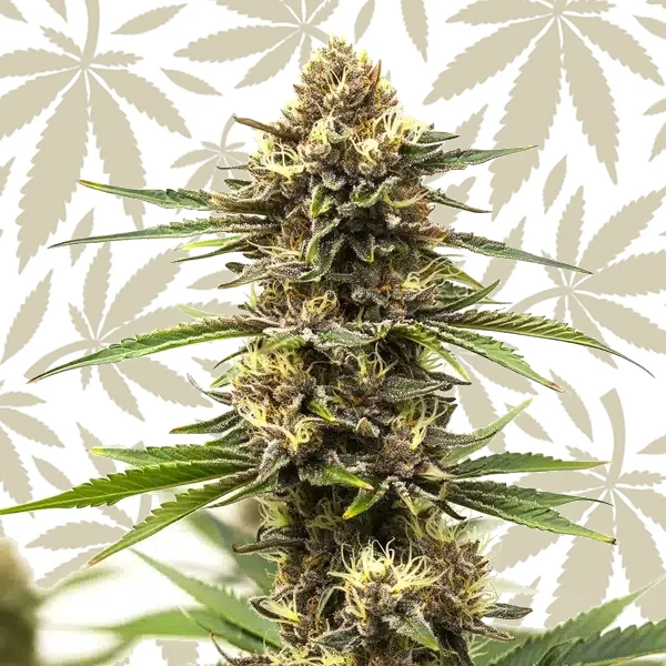 Shiskaberry Cake cannabis strain plant