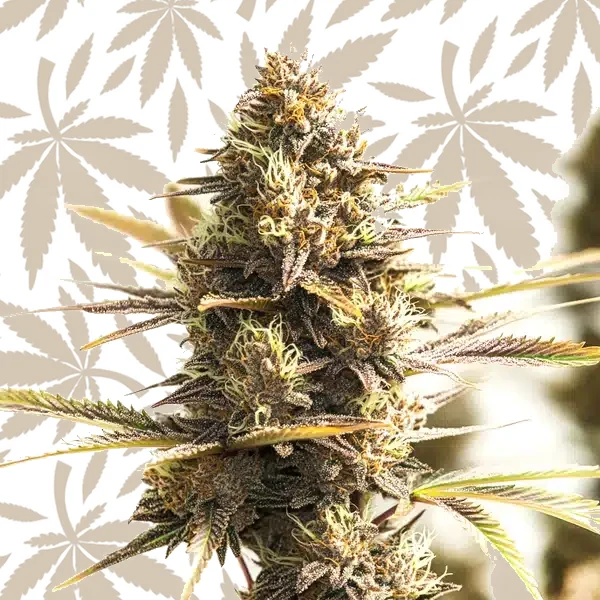 Shiskaberry Cookies cannabis strain plant