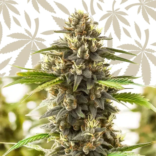 Shiskaberry Kush cannabis strain plant