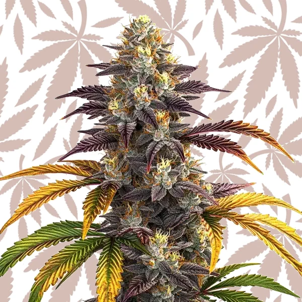 Shiskaberry Punch cannabis strain plant