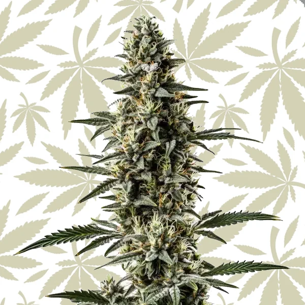 Shiskaberry x Candida Fast Version CBD cannabis strain plant