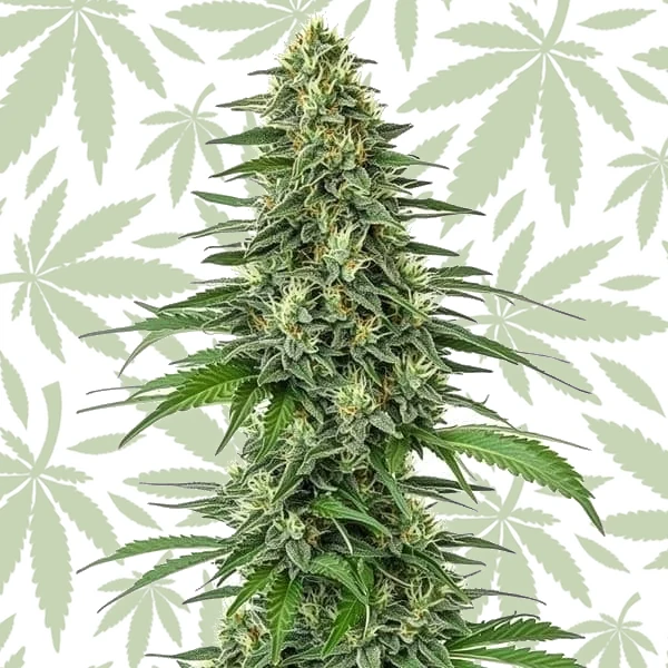 Shiskaberry cannabis strain plant
