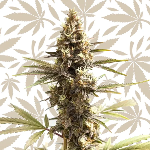 Siberian cannabis strain plant