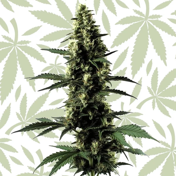 Silver Surfer Haze cannabis strain plant