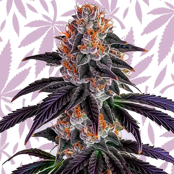 Sirius Black cannabis strain plant