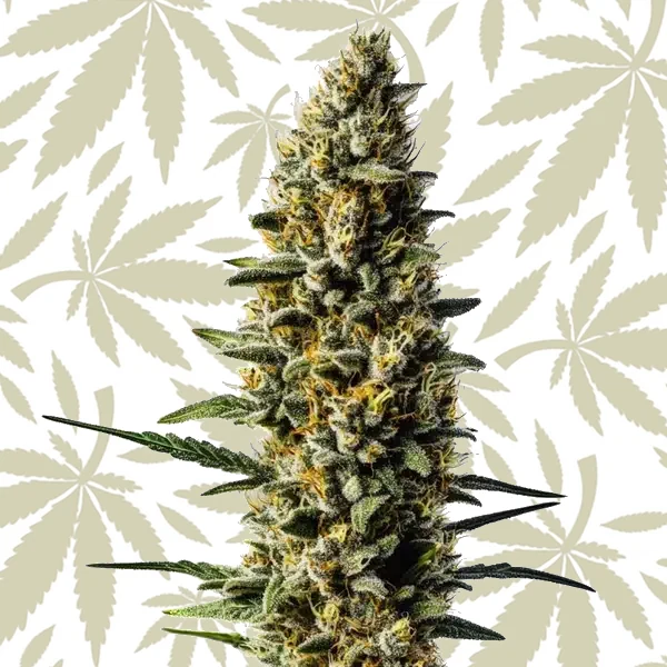 Skunk #1 Autoflower cannabis strain plant