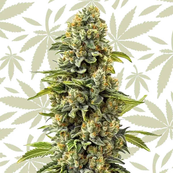 Skunk #1 cannabis strain plant