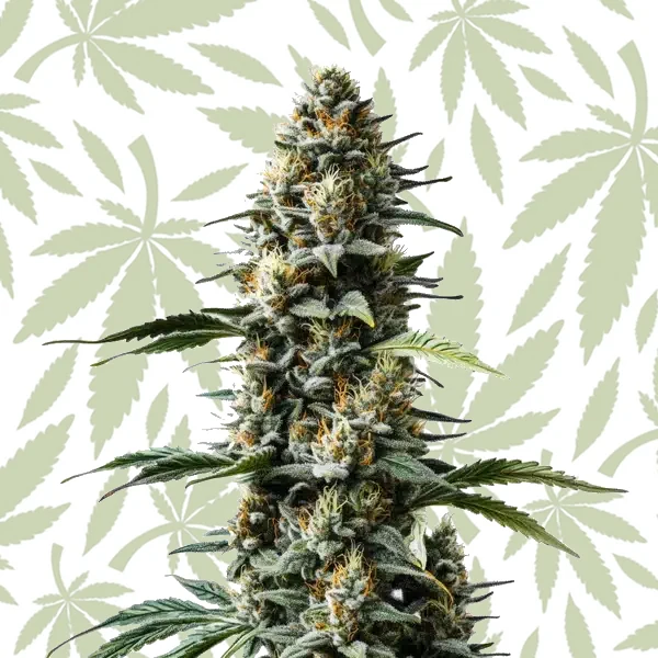 Skunk Auto cannabis strain plant