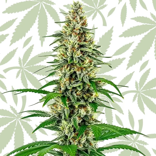 Skunk Diesel cannabis strain plant