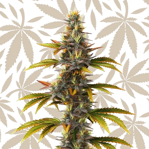 Skunk Fast Version cannabis strain plant