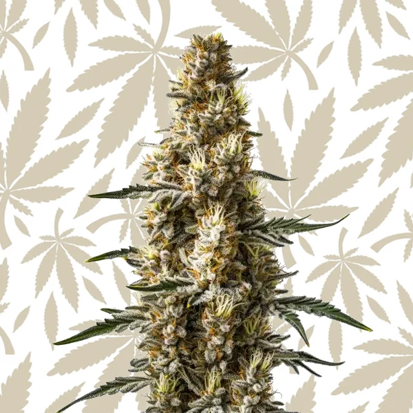 Skunk Kush Autoflower cannabis strain plant
