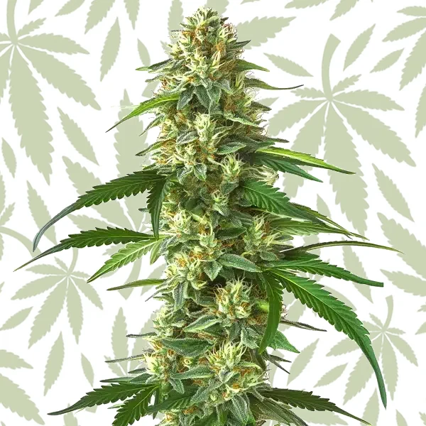 Skunk Kush cannabis strain plant