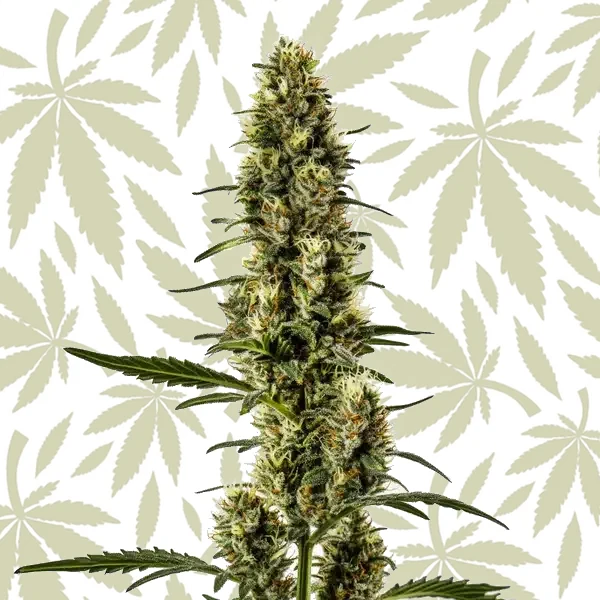 Skunk Regular cannabis strain plant