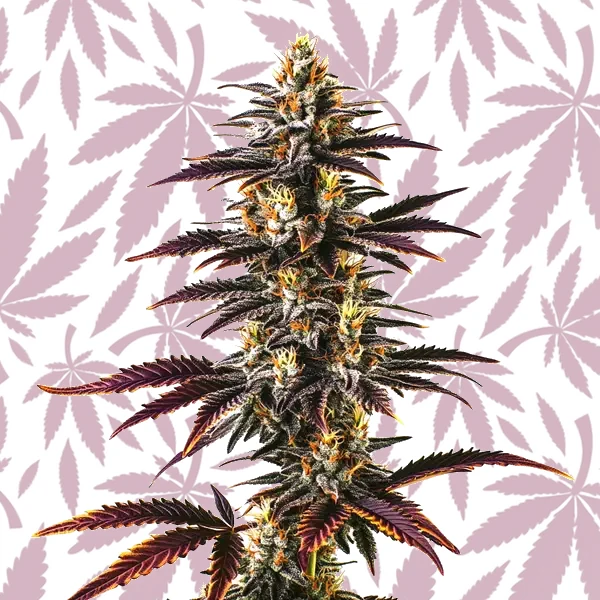 Skunk x Blueberry Fast Version cannabis strain plant