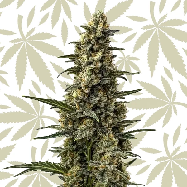 Skunk Mazar cannabis strain plant
