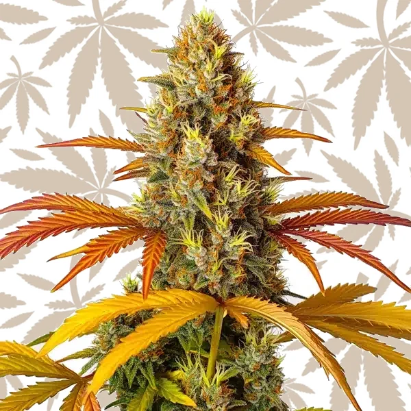 Skunk x Northern Lights Fast Version cannabis strain plant