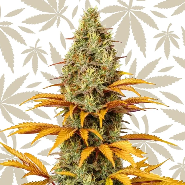 Skunk x Northern Lights cannabis strain plant