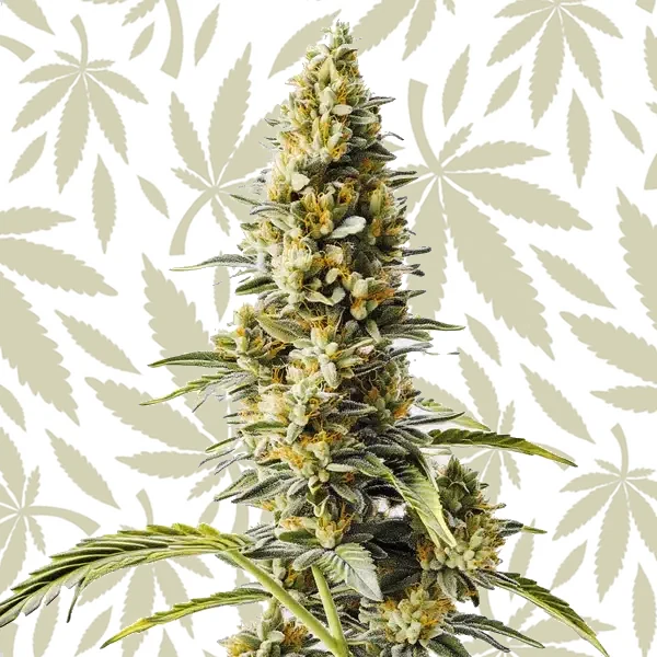 Skunk x Rosetta Stone Fast Version cannabis strain plant