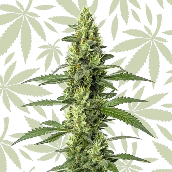 Skywalker Auto cannabis strain plant