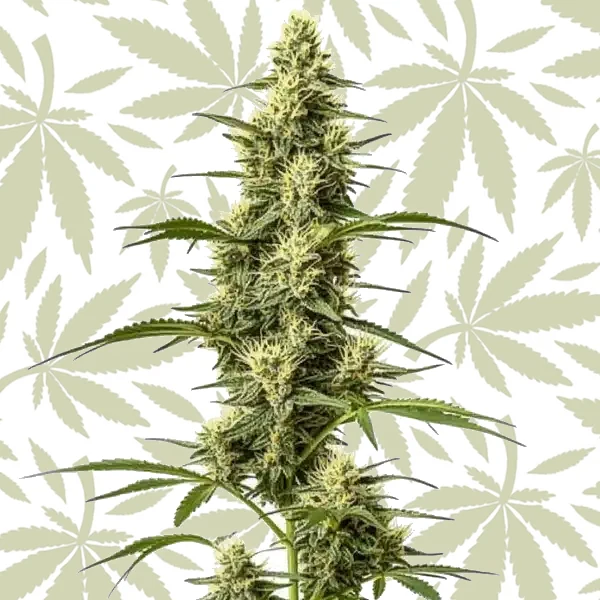 Skywalker Fast Version cannabis strain plant
