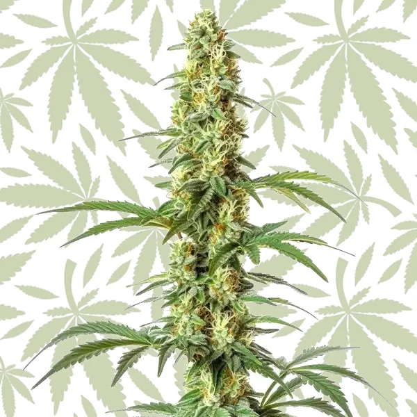 Skywalker Ghost x Triangle Kush cannabis strain plant
