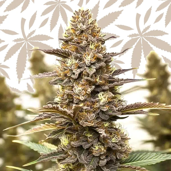 Skywalker x Girl Scout Cookies cannabis strain plant