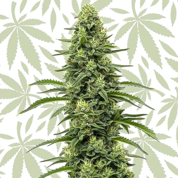 Skywalker cannabis strain plant
