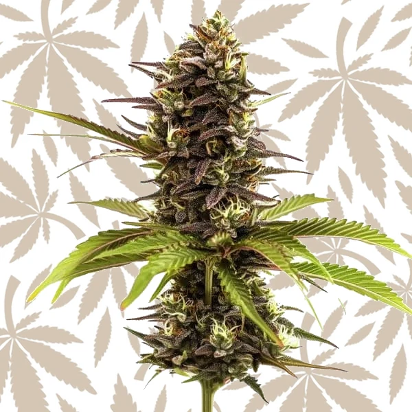 Sleepy Joe cannabis seed pack