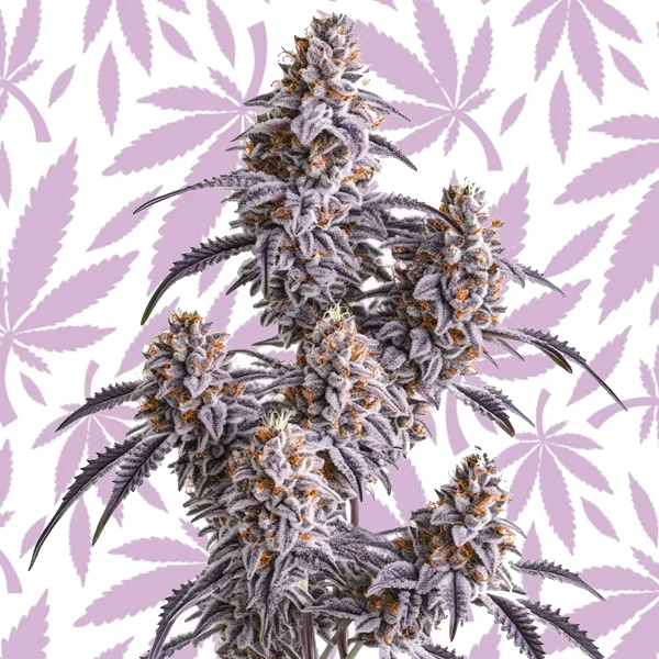 Slurricane cannabis seed pack