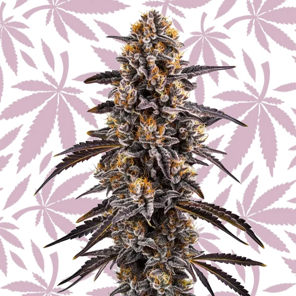 Slurty 3 cannabis strain plant