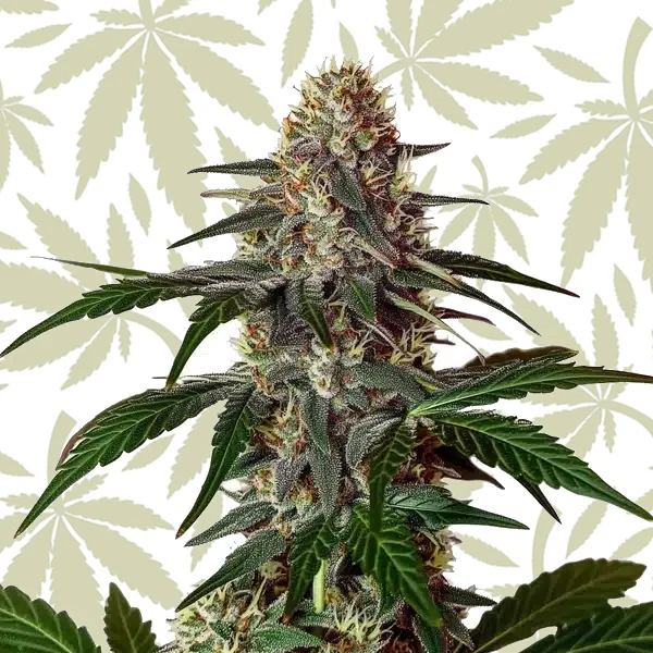 Snow Caps cannabis strain plant