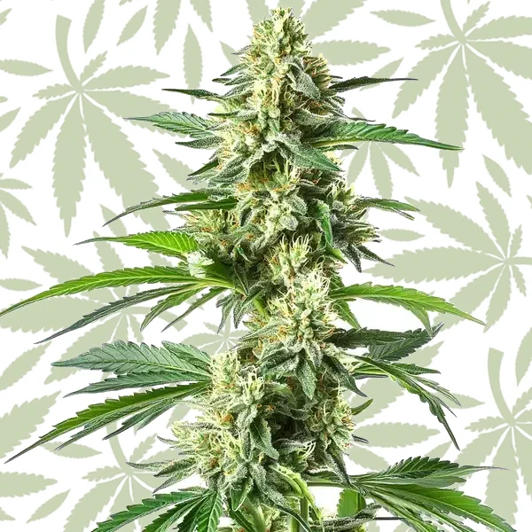 Snow White cannabis strain plant
