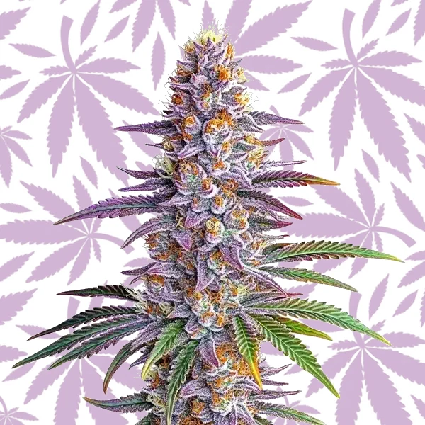 Somango Auto cannabis strain plant
