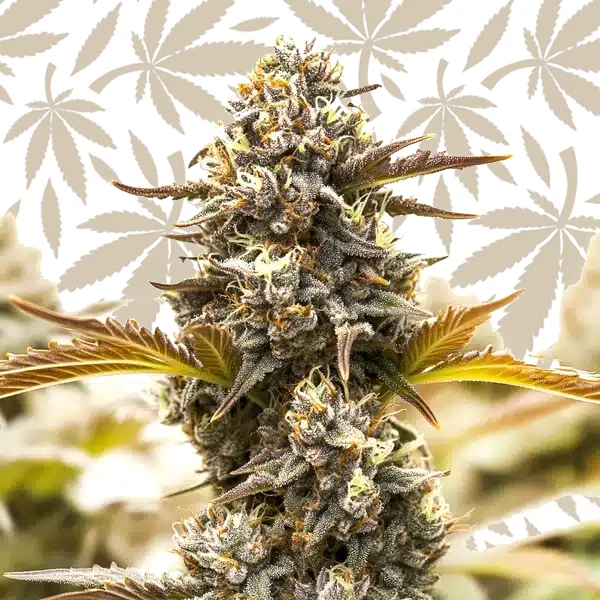 Somango Fast Version cannabis strain plant