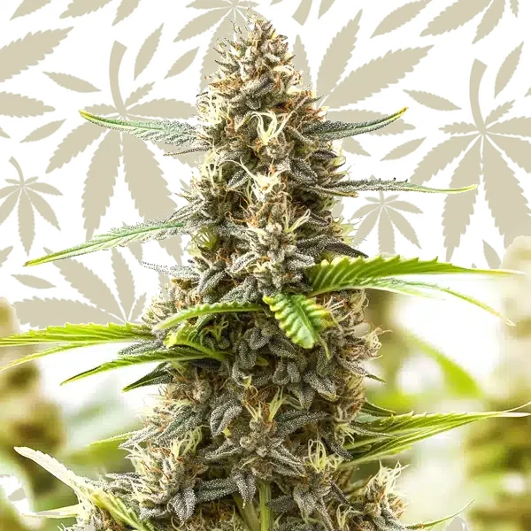 Somango Regular cannabis strain plant