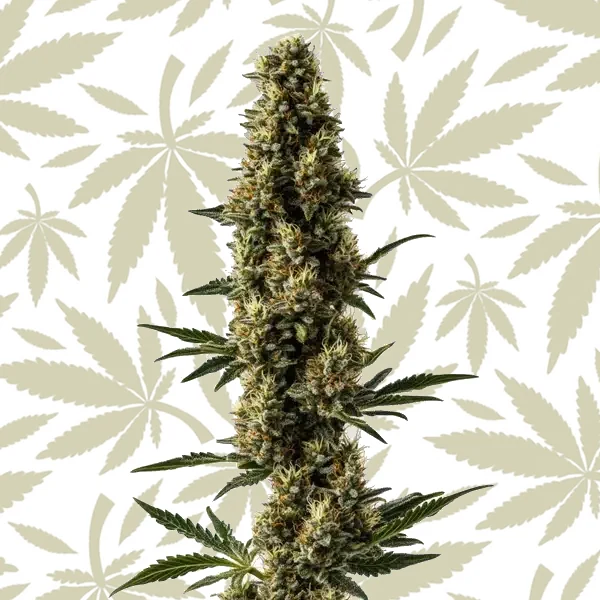 Somango x Sweet Auto cannabis strain plant